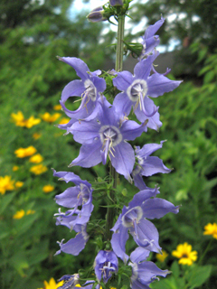 American bellflower